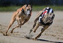 Nathan Hunt greyhounds: New investment in the sport a huge positive