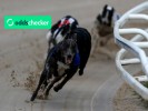 Greyhound Derby Final Odds: Who is the favourite to win at Towcester