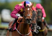 What is the difference between a Hurdle and a Chase for Cheltenham?