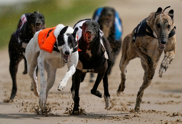 Nathan Hunt greyhounds: Kennel in fine form with more hopes at Romford