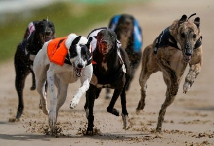 Nathan Hunt greyhounds: Grays Cup Winner my best chance of a winner at Romford on Friday night