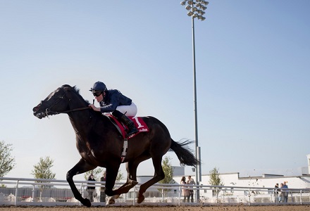 Declarationofpeace holds over half the money in the final race
