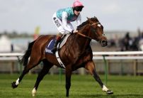 Son of Superstar Frankel backed for Cheltenham Festival glory in March