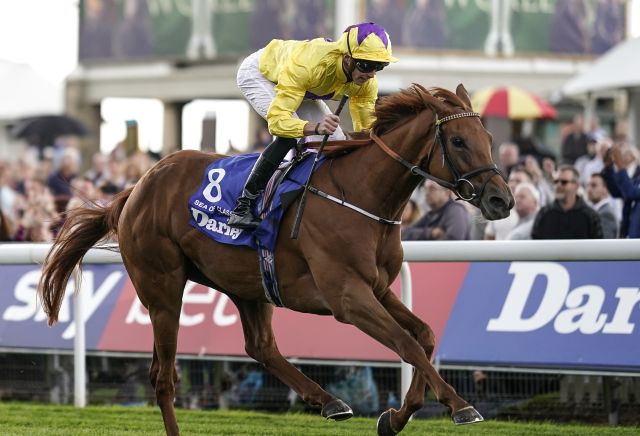 Image result for sea of class yorkshire oaks