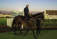 Aussie superstar Winx returns to the track sparking Royal Ascot betting