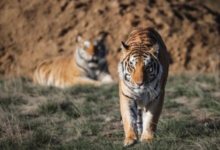 Who will be cast as Joe Exotic in the Tiger King movie? Edward Norton, Kevin Bacon and Brad Pitt among the contenders