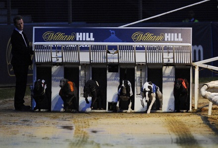Thursday's Money Dog through Oddschecker