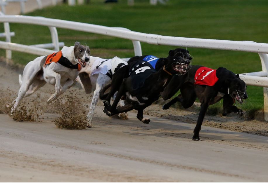 Wednesday's Money Dog through Oddschecker