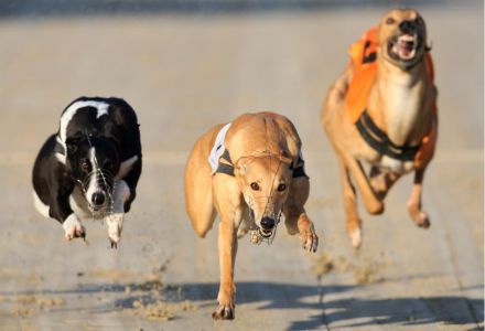 Peterborough Wednesday 19 19 Betting Odds Winner Greyhounds Oddschecker