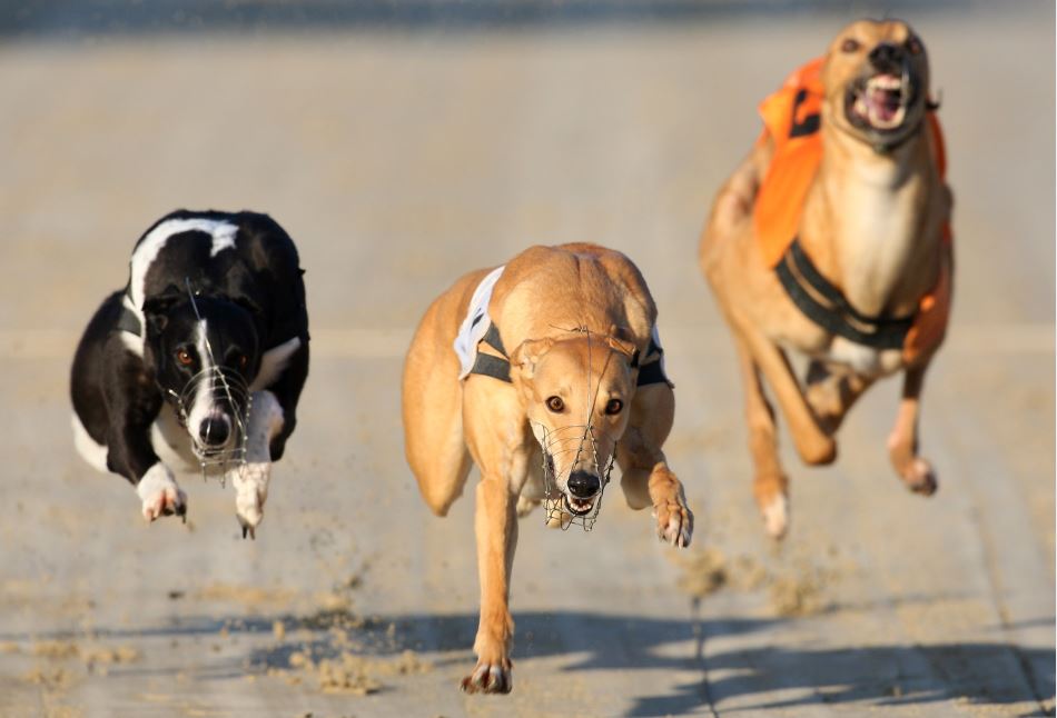 Friday's Money Dog through Oddschecker