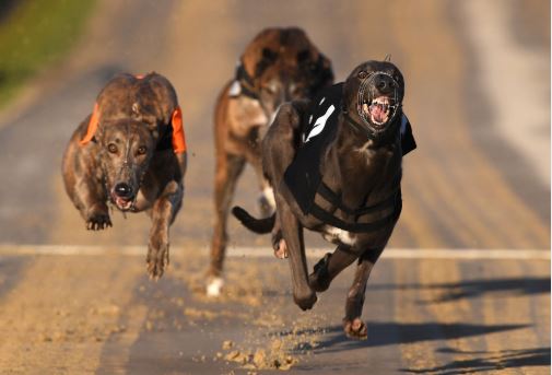 Monday's Money Dog through Oddschecker