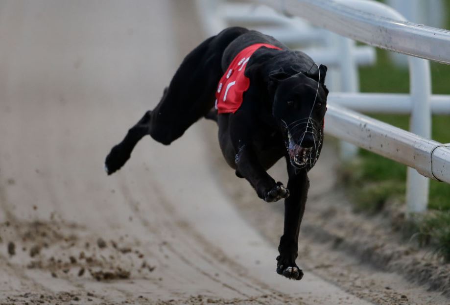 Wednesday's Money Dog through Oddschecker