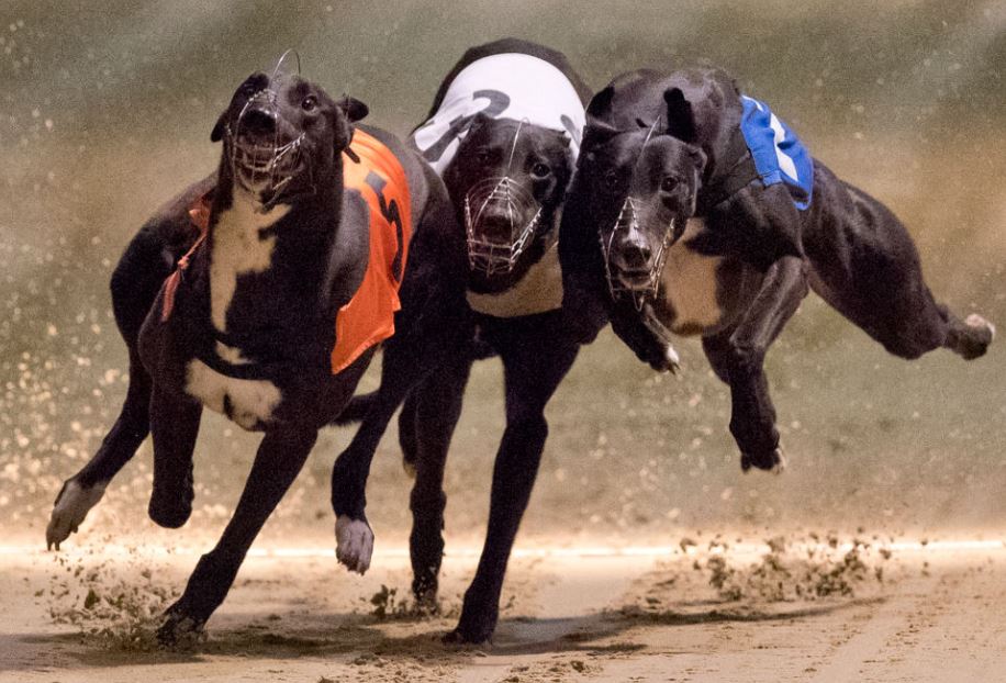 Monday's Money Dog through Oddschecker