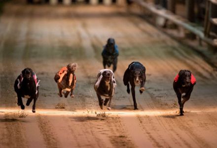 Central Park Wednesday 11 16 Betting Odds Winner Greyhounds Oddschecker