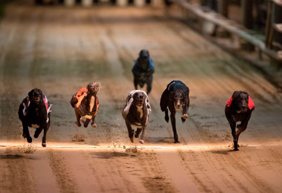 Monday's Money Dog through Oddschecker