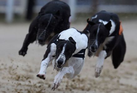 Saturday's Money Dog through Oddschecker