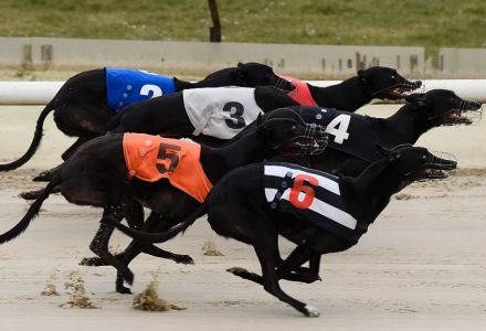 Sunday's Money Dog through Oddschecker