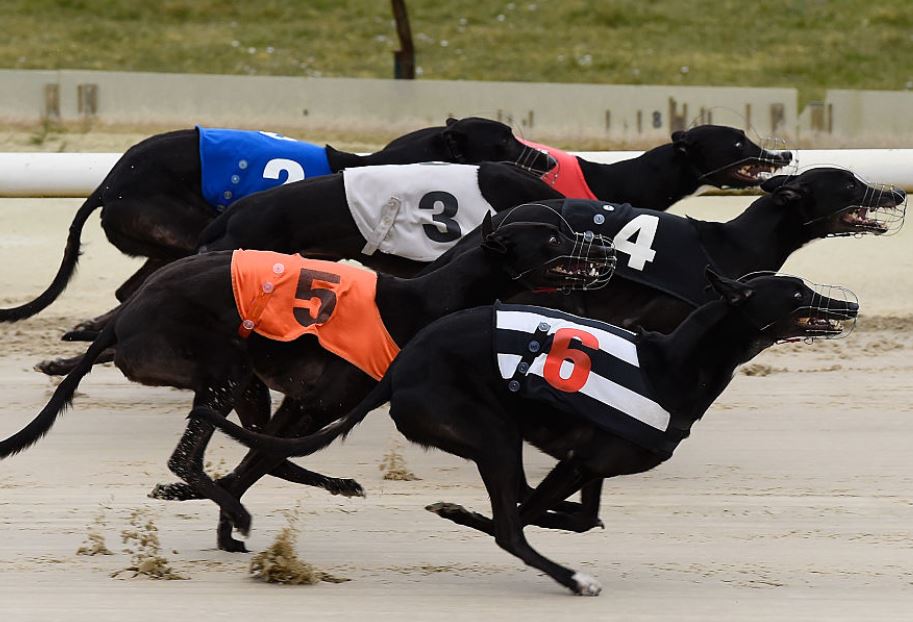 Sunday's Money Dog through Oddschecker
