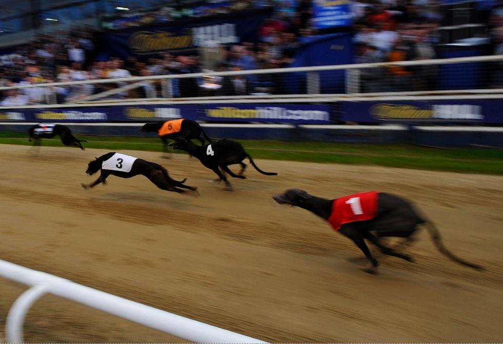 Thursday's Money Dog through Oddschecker