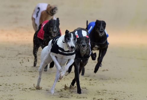 Monday's Money Dog through Oddschecker