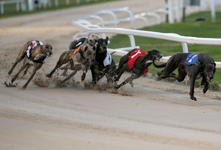 Tuesday's Money Dog through Oddschecker