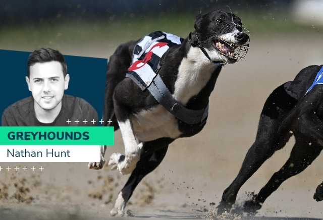 Nathan Hunt's best weekend greyhound chances
