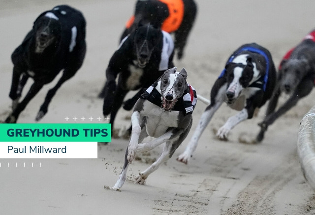 Friday Greyhound Racing Tips