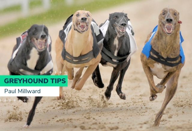 Sunday Greyhound Racing Tips
