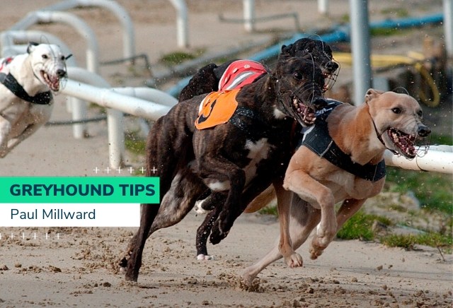 Monday Greyhound Racing Tips