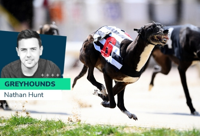 Nathan Hunt greyhounds: Weekend runners and Essex Vase Tip