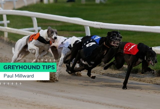 Paul Millward Greyhound Derby Tips