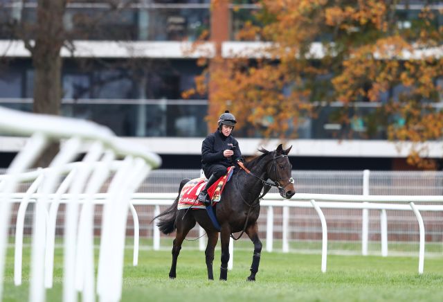 This weekend's Cheltenham Festival market movers