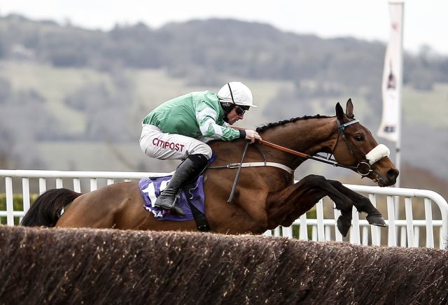 Quarter of all Gold Cup ante-post punts in peril following Presenting Percy news