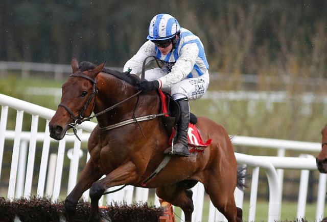 Irish Gold Cup faller backed for Cheltenham success