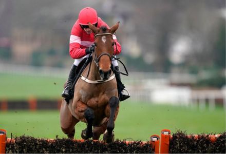 Laurina being favoured to run in the Cheltenham Champion Hurdle by punters