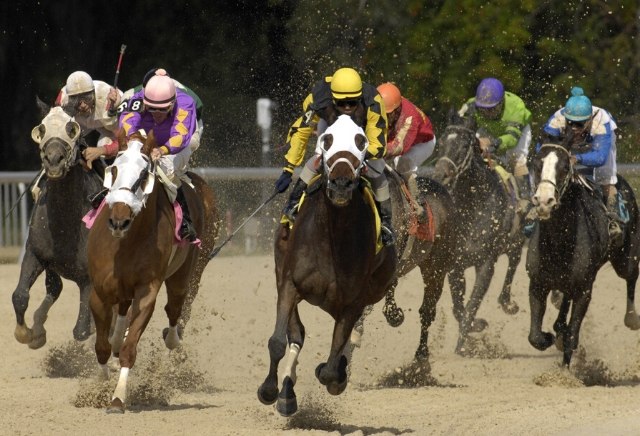 Tampa bay downs live racing Tampa bay downs live racing